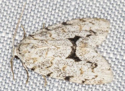 Thallarcha macilenta