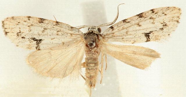 Thallarcha macilenta
