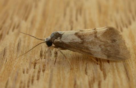 Philenora malthaca