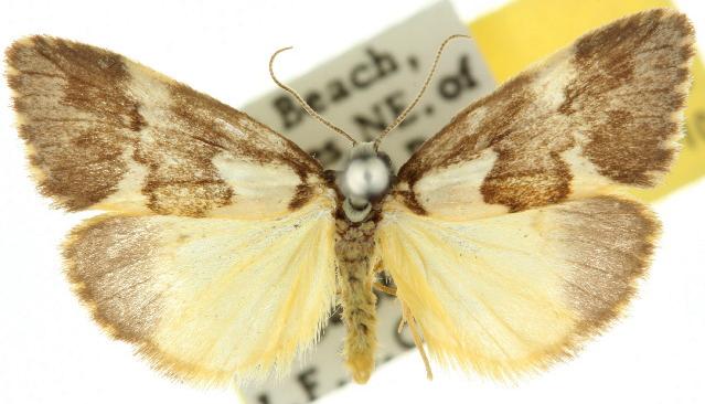 Philenora malthaca