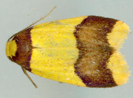 Heterallactis microchrysa