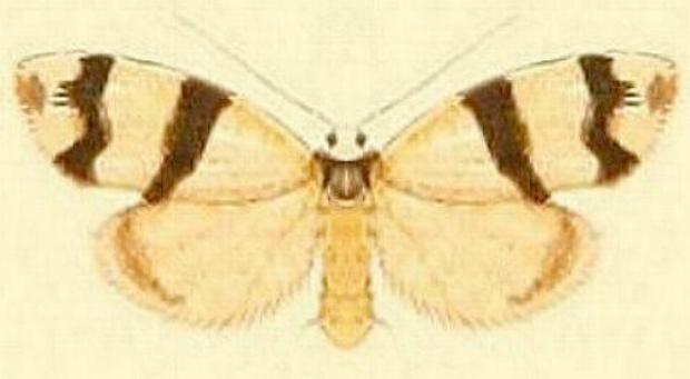 Thallarcha mochlina