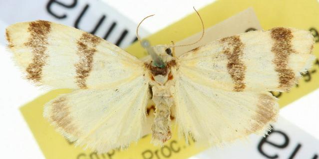 Thallarcha mochlina
