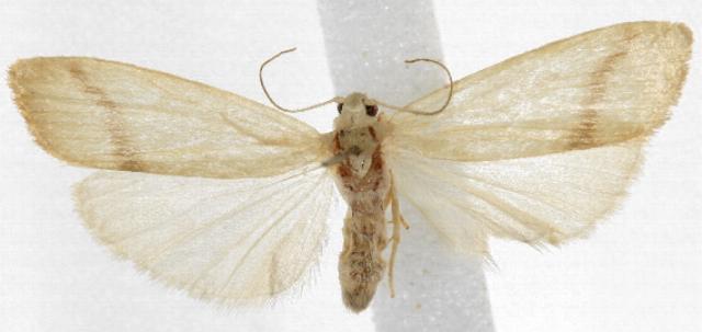 Notata modicus