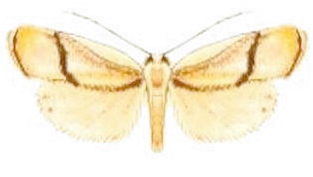 Notata modicus