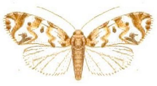 Nudaria mollis