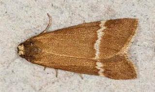 Chiriphe monogrammaria