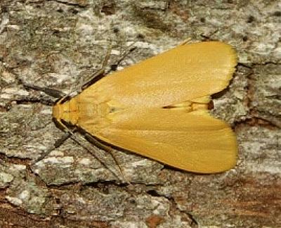 Tigrioides nitens