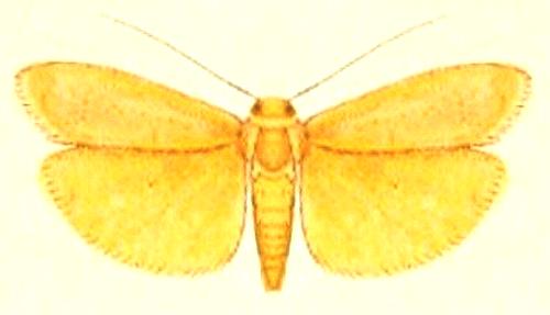 Tigrioides nitens