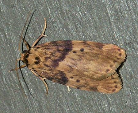Cyana obscura