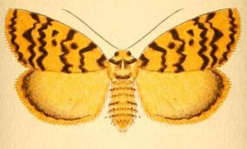 Cyana obscura
