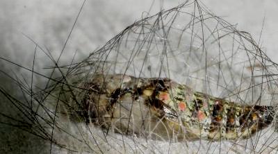 Anestia ombrophanes pupa