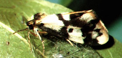 Anestia ombrophanes