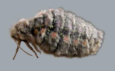 Anestia ombrophanes female