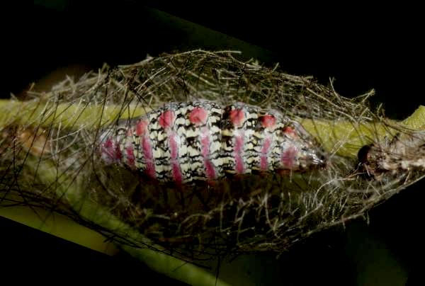 Anestia ombrophanes pupa