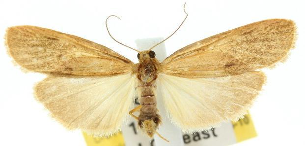 Scoliacma pactolias
