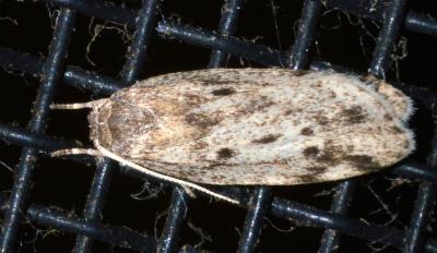 Ameleta panochra