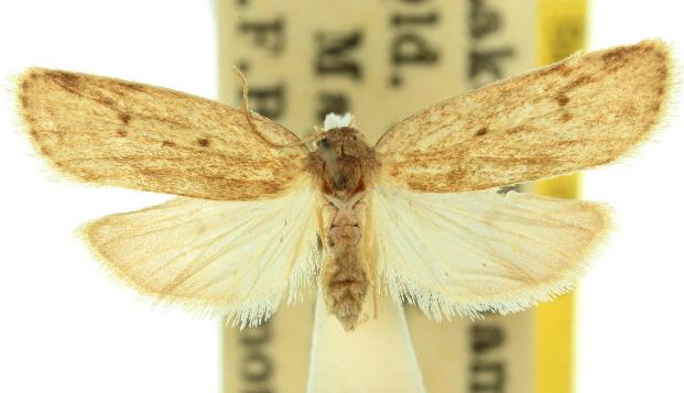 Ameleta panochra