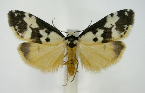 Thallarcha pellax