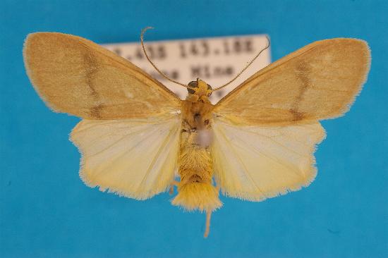 Hyposhada pellopis