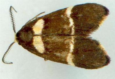 Thallarcha phalarota