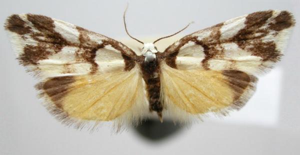 Thallarcha phalarota