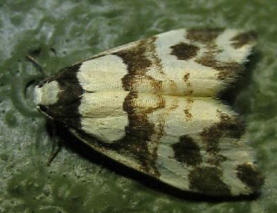Thallarcha phalarota