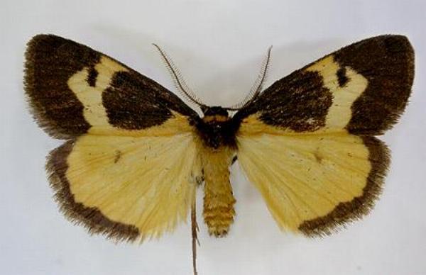 Castulo plagiata