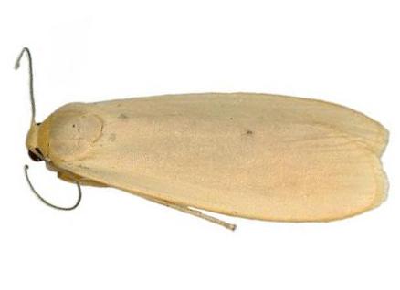 Eilema plana