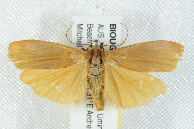 Eilema plana