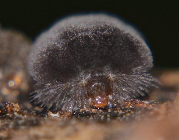 Asura polyspila