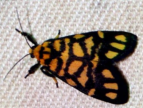 Asura polyspila
