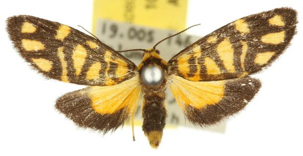 Asura polyspila