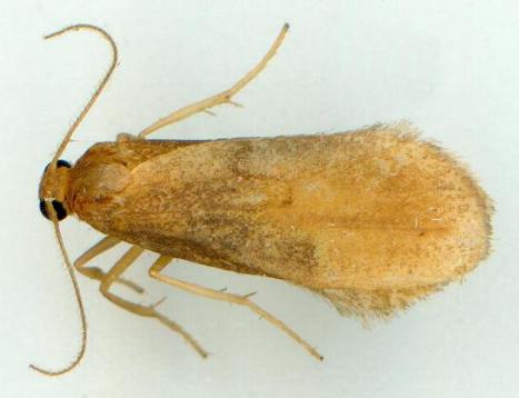 Lambula pristina
