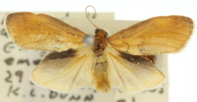 Lambula pristina