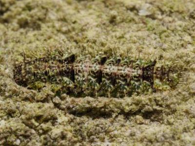 Damias procrena