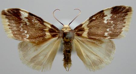 Halone pteridaula