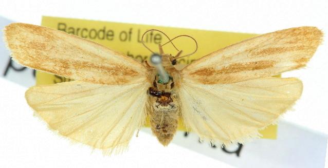 Lepista pulverulenta
