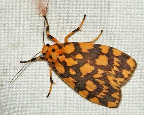 Cyme quadrilineata