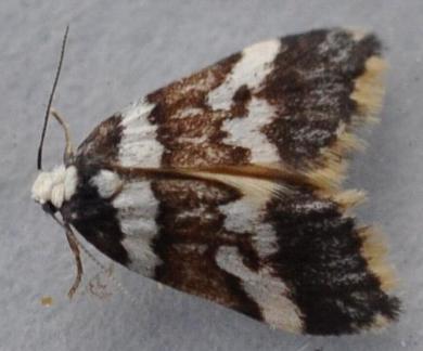 Halone sejuncta