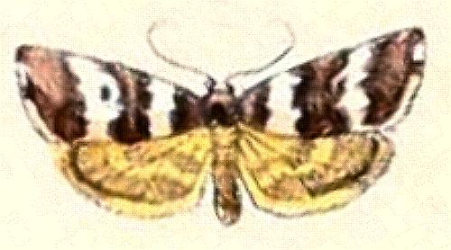 Halone sejuncta