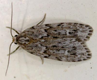 Halone servilis