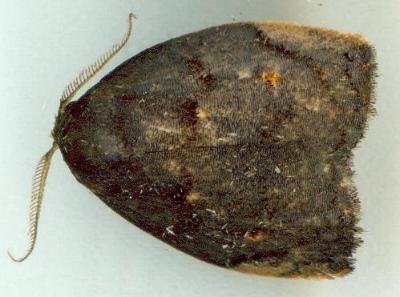 Hemonia simillima