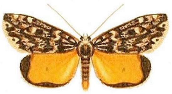 Halone sobria