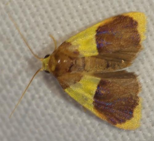 Heterallactis stenochrysa