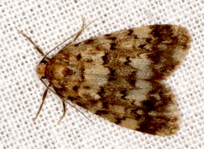 Stenarcha stenopa
