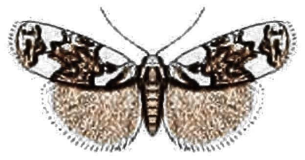 Stenarcha stenopa