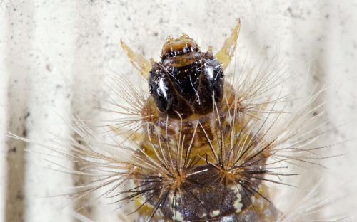 Eutane terminalis larva