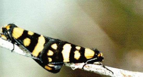 Eutane terminalis
