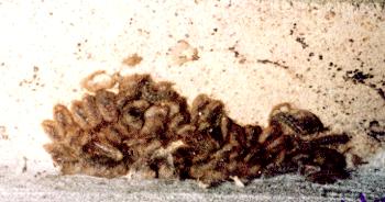 Eutane terminalis cocoons